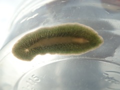 Leptoplanoidea