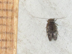 Echmepteryx