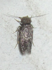 Echmepteryx