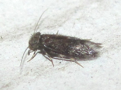 Echmepteryx