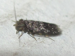 Echmepteryx