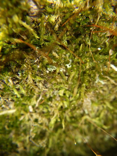 Flat-brocade Moss (Platygyrium repens)