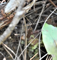 Brachypremna dispellens