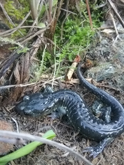 Aneides klamathensis