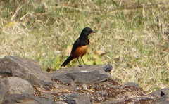 Thamnolaea cinnamomeiventris