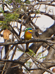 Merops lafresnayii