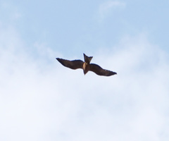 Milvus migrans