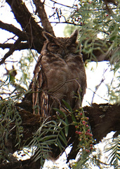 Bubo cinerascens