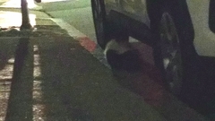 Mephitis mephitis nigra