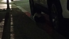 Mephitis mephitis nigra