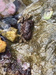 Paraxanthias taylori