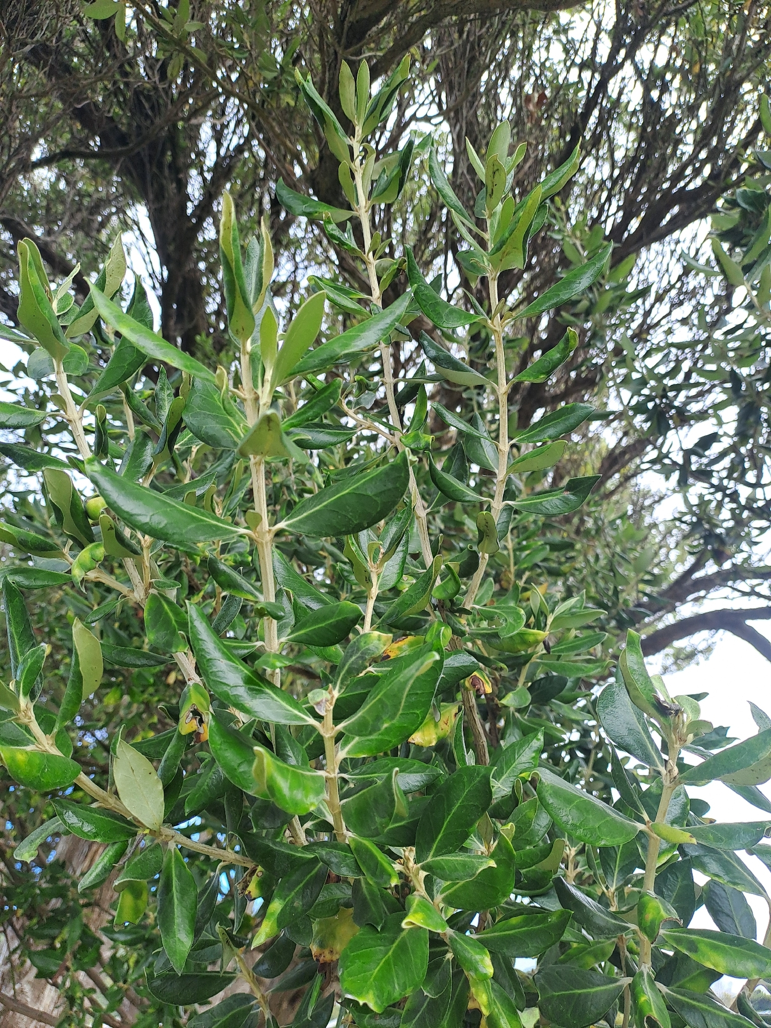 Olearia Traversii (Olearia traversiorum)
