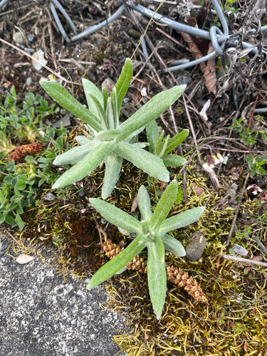 Western Pearly Everlasting (Anaphalis margaritacea)