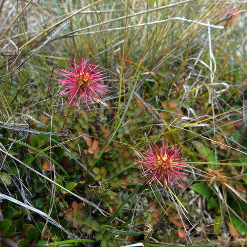 Image of Acaena microphylla by (c) Stewart Armstrong, some rights reserved (CC BY)