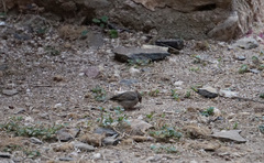 Crithagra tristriata