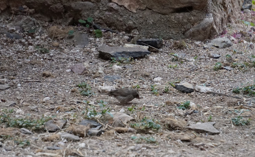 Brown-rumped Seedeater (Crithagra tristriata), photo 8