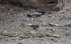 Crithagra tristriata