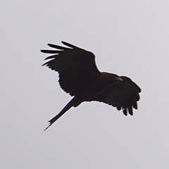 Milvus migrans