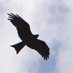 Milvus migrans