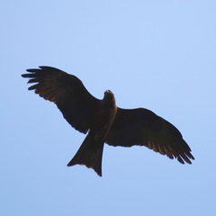 Milvus migrans
