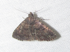 Metalectra miserulata