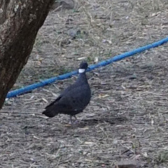 Columba albitorques