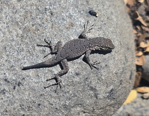 Blue-Green Smooth-throated Lizard