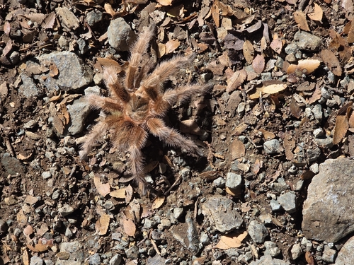 Chilean Rosehair Tarantula
