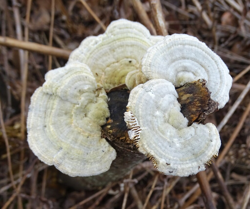 Trametes betulina · March 2026 · photo: © sdz456 (iNaturalist, cc-by)