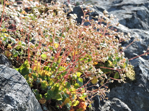 wood saxifrage (Saxifraga mertensiana)
