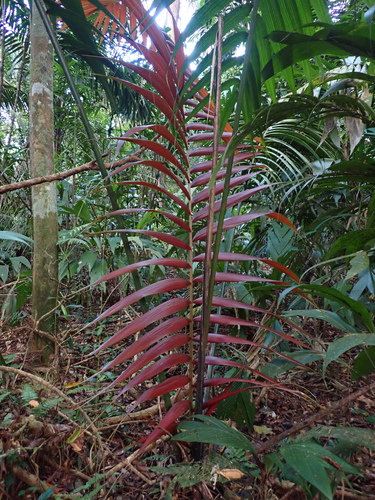 Amargo Palm (Welfia regia)