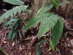 Heliconia irrasa, photograph (c) Lena Struwe, some rights reserved (CC BY-SA)