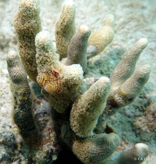 Porites porites