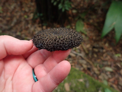Apeiba membranacea, photograph 3