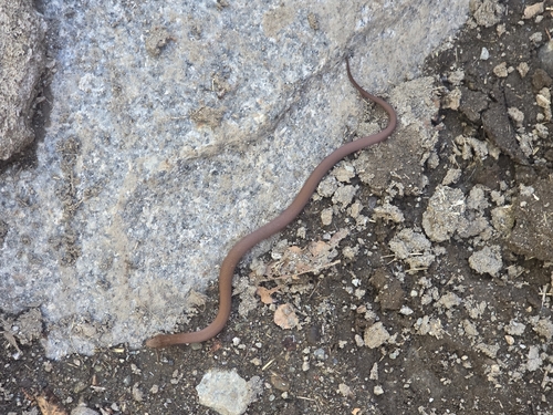 Chilean Slender Snake