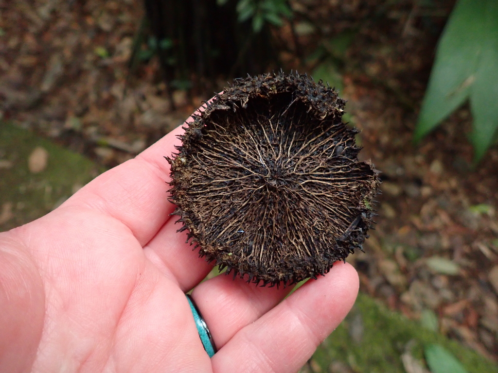 Apeiba membranacea; photograph (c) Lena Struwe, some rights reserved (CC BY-SA)