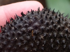 Apeiba membranacea, photograph (c) Lena Struwe, some rights reserved (CC BY-SA)
