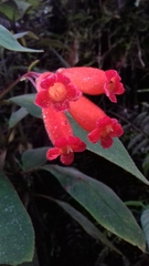 Kohleria trianae