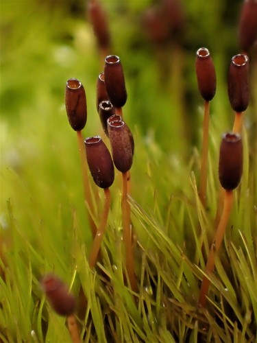 Representative image of Ditrichum