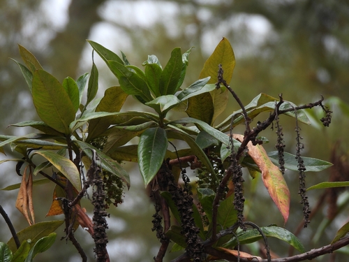 Escallonia pendula (Escallonia pendula)