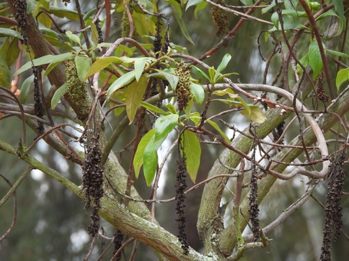 Escallonia pendula, photograph 1