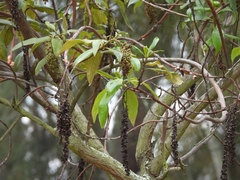 Escallonia pendula, photograph author not stated, no rights reserved