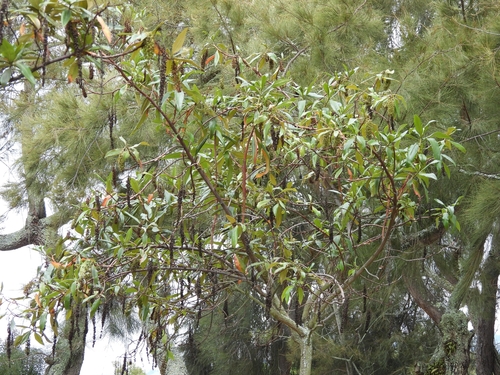 Escallonia pendula, photograph 2