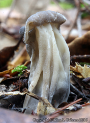 Helvella maculata
