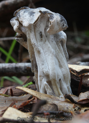 Helvella maculata