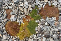Azorella macquariensis