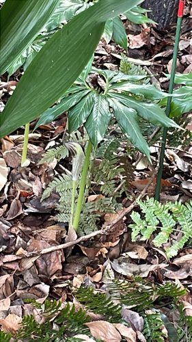 Arisaema thunbergii, photograph 4