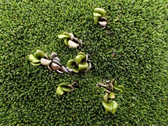 Notogrammitis crassior