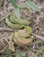 Astragalus geyeri