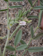 Astragalus geyeri